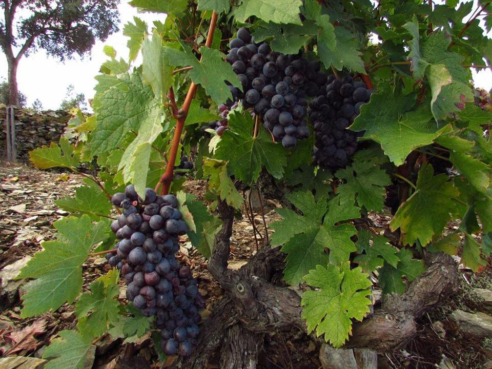 فندق Casa Do Poco - Douro Peso da Régua المظهر الخارجي الصورة